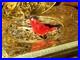 Gold-Singing-Bird-Box-Beautiful-Condition-By-Karl-Griesbaum-Guaranteed-Red-Bird-01-fpp