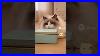 Music-Box-And-The-Ballet-Who-Cat-Sora2-Ai-01-irn