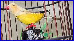 Singing & Dancing Bird in cage Vintage Bird sounds Automaton Battery