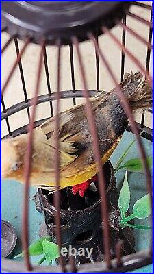 Singing & Dancing Bird in cage Vintage Bird sounds Automaton Battery