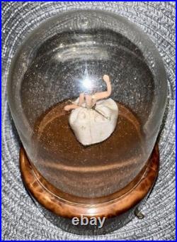 Vintage Reuge Ballerina Domed Music Box 5 Kiss Waltz Works Perfectly Vintage Reuge Ballerina Domed Music Box 5 Kiss Waltz Works Perfectly